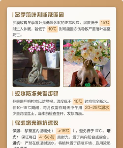 家里阳光不足怎么养花，选对植物种类，掌握养护技巧