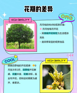 家里阳光不足怎么养花，选对植物种类，掌握养护技巧