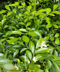 家里阳光不足怎么养花，选对植物种类，掌握养护技巧