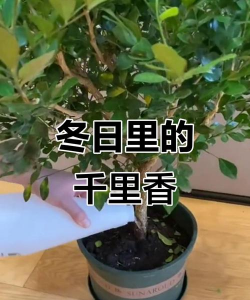 家里阳光不足怎么养花，选对植物种类，掌握养护技巧