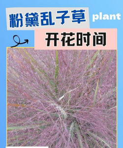 家里阳光不足怎么养花，选对植物种类，掌握养护技巧