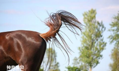 小众送妈妈的花有哪些花