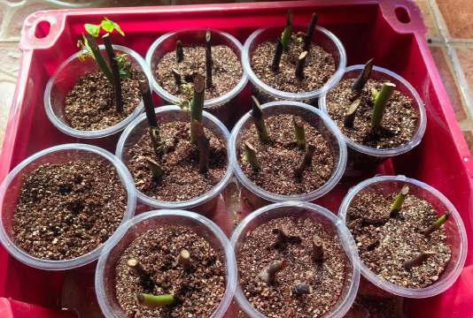 家里阳光不足怎么养花，选对植物种类，掌握养护技巧