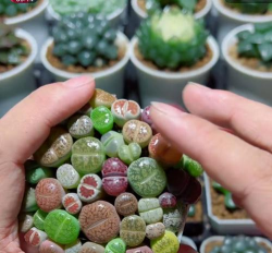 家里阳光不足怎么养花，选对植物种类，掌握养护技巧