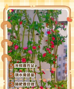 家里阳光不足怎么养花，选对植物种类，掌握养护技巧