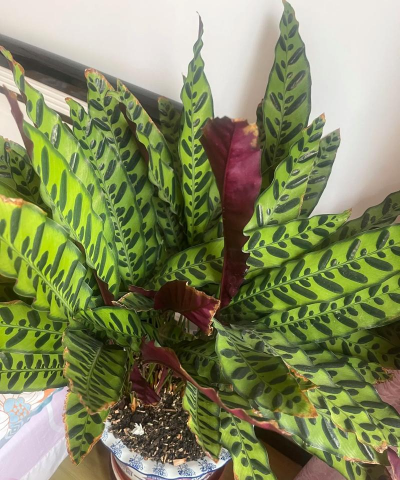 家里阳光不足怎么养花，选对植物种类，掌握养护技巧