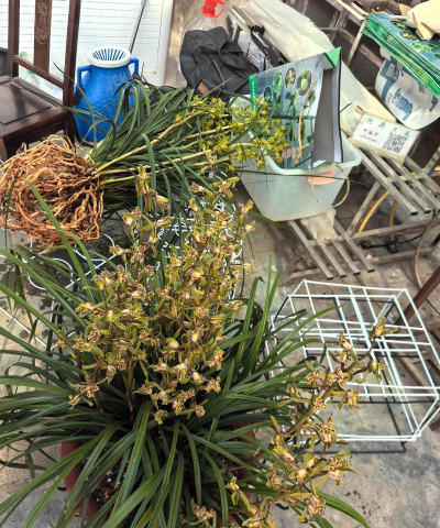 家里阳光不足怎么养花，选对植物种类，掌握养护技巧