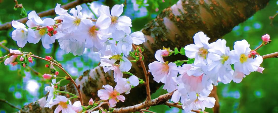 家里阳光不足怎么养花，选对植物种类，掌握养护技巧