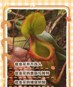 家里阳光不足怎么养花，选对植物种类，掌握养护技巧