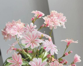 家里阳光不足怎么养花，选对植物种类，掌握养护技巧