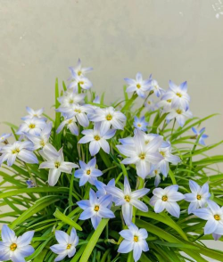 家里阳光不足怎么养花，选对植物种类，掌握养护技巧