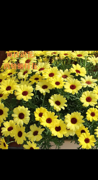 家里阳光不足怎么养花，选对植物种类，掌握养护技巧