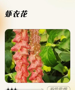 家里阳光不足怎么养花，选对植物种类，掌握养护技巧