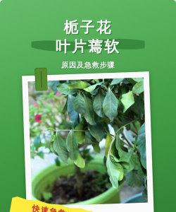 家里阳光不足怎么养花，选对植物种类，掌握养护技巧