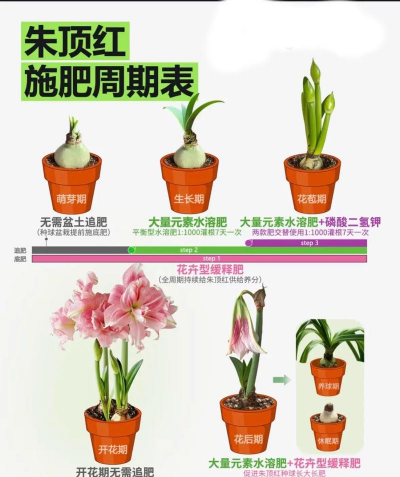 家里阳光不足怎么养花，选对植物种类，掌握养护技巧