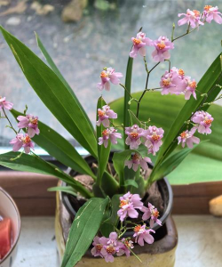 家里阳光不足怎么养花，选对植物种类，掌握养护技巧