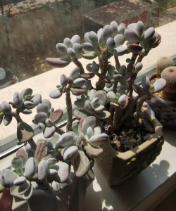 家里阳光不足怎么养花，选对植物种类，掌握养护技巧