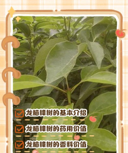 家里阳光不足怎么养花，选对植物种类，掌握养护技巧
