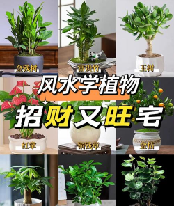 家里阳光不足怎么养花，选对植物种类，掌握养护技巧