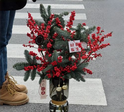 家里阳光不足怎么养花，选对植物种类，掌握养护技巧