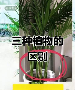 家里阳光不足怎么养花，选对植物种类，掌握养护技巧