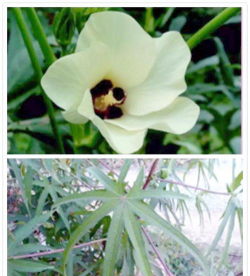 家里阳光不足怎么养花，选对植物种类，掌握养护技巧