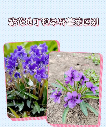 家里阳光不足怎么养花，选对植物种类，掌握养护技巧