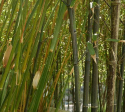 小众送妈妈的花有哪些花