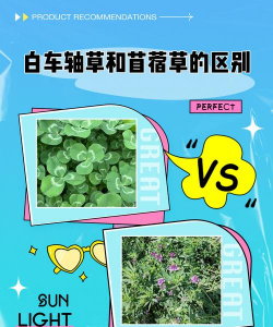 家里阳光不足怎么养花，选对植物种类，掌握养护技巧