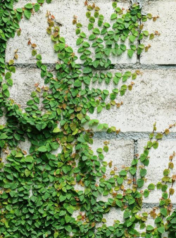 家里阳光不足怎么养花，选对植物种类，掌握养护技巧