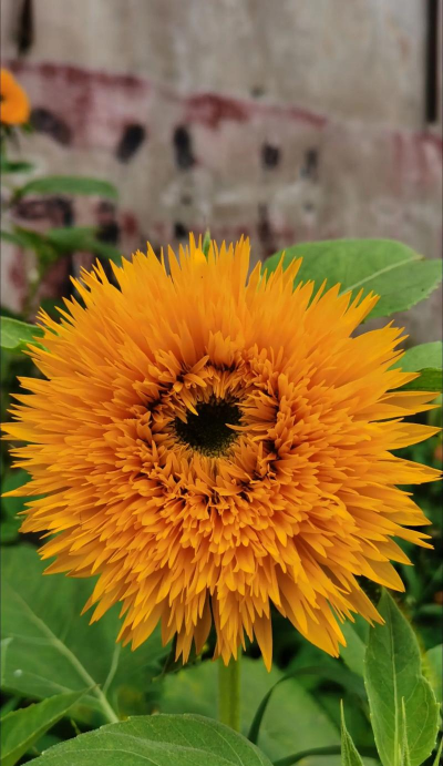 家里阳光不足怎么养花，选对植物种类，掌握养护技巧