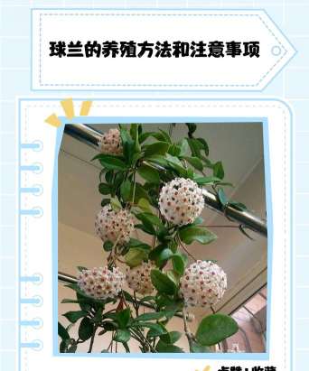 家里阳光不足怎么养花，选对植物种类，掌握养护技巧