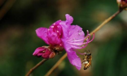家里阳光不足怎么养花，选对植物种类，掌握养护技巧