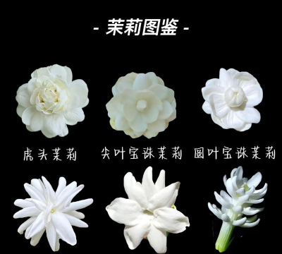 家里阳光不足怎么养花，选对植物种类，掌握养护技巧