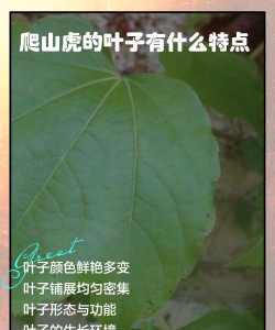 家里阳光不足怎么养花，选对植物种类，掌握养护技巧