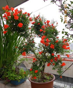 家里阳光不足怎么养花，选对植物种类，掌握养护技巧