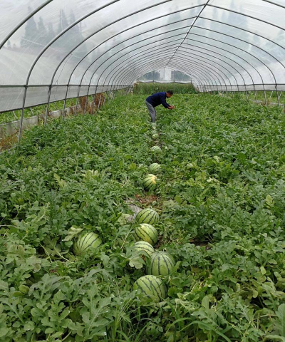 家里阳光不足怎么养花，选对植物种类，掌握养护技巧