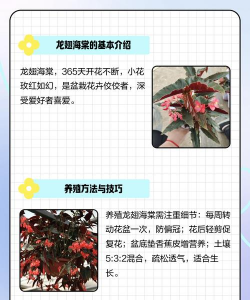 家里阳光不足怎么养花，选对植物种类，掌握养护技巧