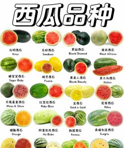 家里阳光不足怎么养花，选对植物种类，掌握养护技巧