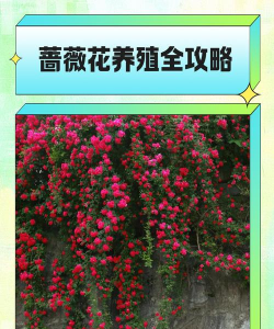 家里阳光不足怎么养花，选对植物种类，掌握养护技巧