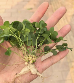 家里阳光不足怎么养花，选对植物种类，掌握养护技巧