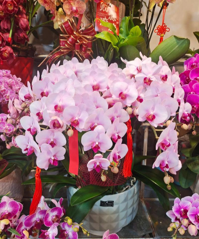 家里阳光不足怎么养花，选对植物种类，掌握养护技巧