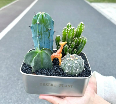 家里阳光不足怎么养花，选对植物种类，掌握养护技巧