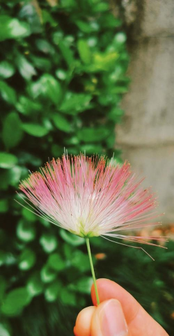 家里阳光不足怎么养花，选对植物种类，掌握养护技巧