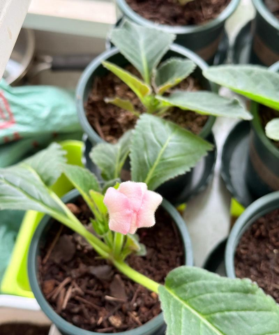 大岩桐与芙蓉的区别 大岩桐与芙蓉的区别