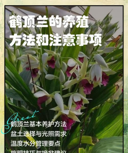 家里阳光不足怎么养花，选对植物种类，掌握养护技巧