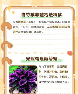 家里阳光不足怎么养花，选对植物种类，掌握养护技巧