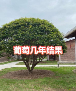 家里阳光不足怎么养花，选对植物种类，掌握养护技巧