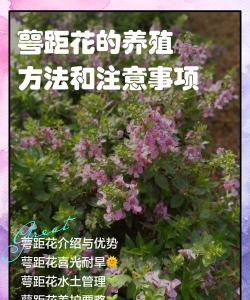 家里阳光不足怎么养花，选对植物种类，掌握养护技巧