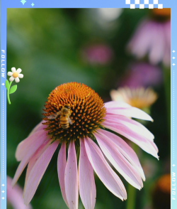 家里阳光不足怎么养花，选对植物种类，掌握养护技巧